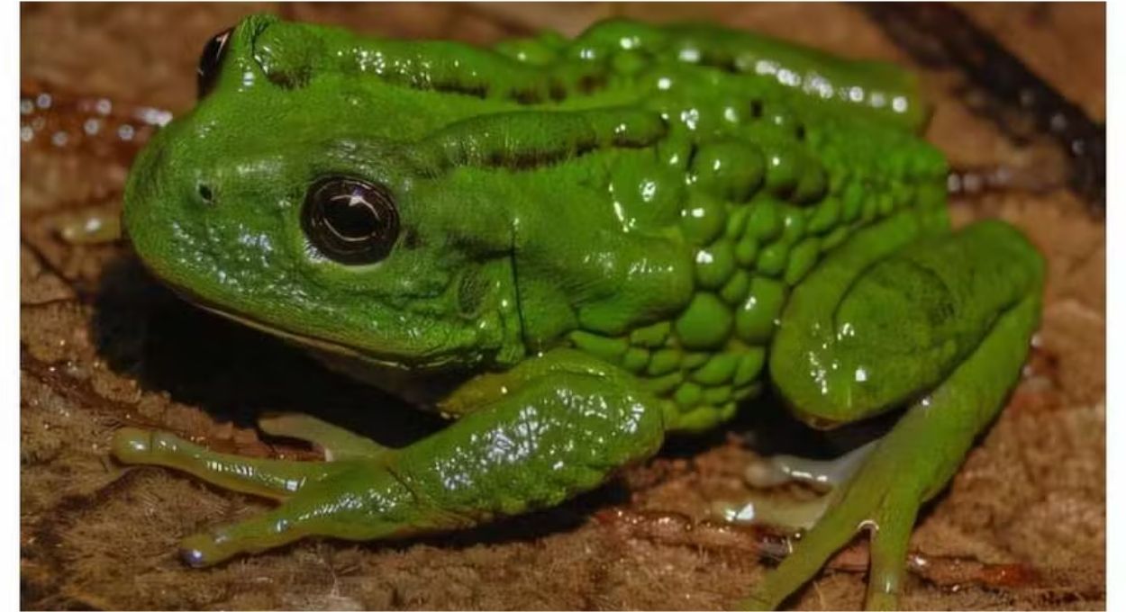 Rã 'canguru' descoberta na Amazônia peruana carrega ovos nas costas — e já nasce ameaçada