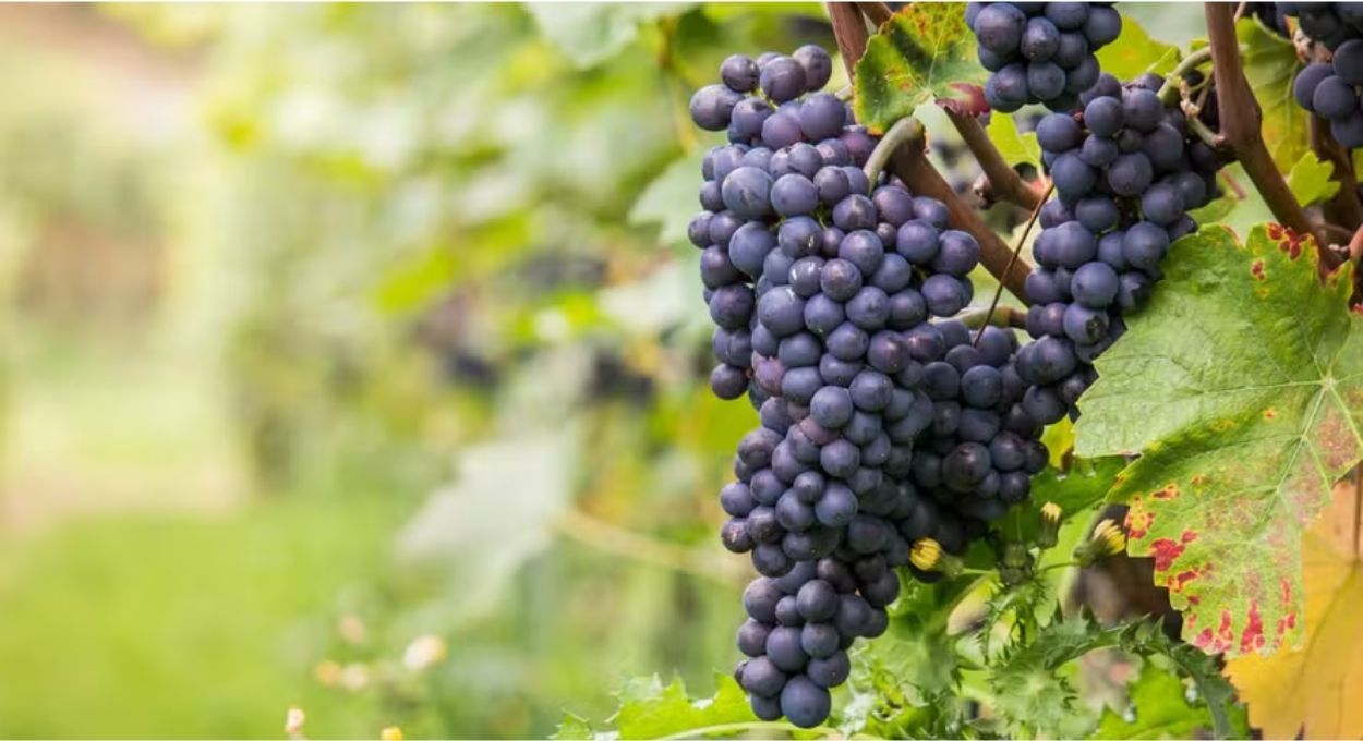 Pinot Noir medieval e moderna são geneticamente quase idênticas, aponta pesquisa com sementes antigas