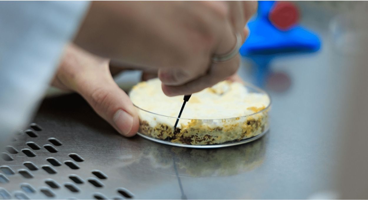 Fungos amazônicos fermentam resíduos e produzem farinha com aroma natural de carne cozida