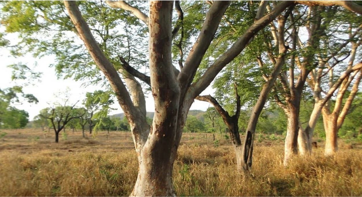 No pico da seca, uma única árvore decide se as abelhas nativas vão sobreviver ou desaparecer