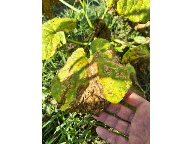 Dois pesquisadores, uma meta: Epagri desenvolve manejo biológico para salvar o pepino para conserva