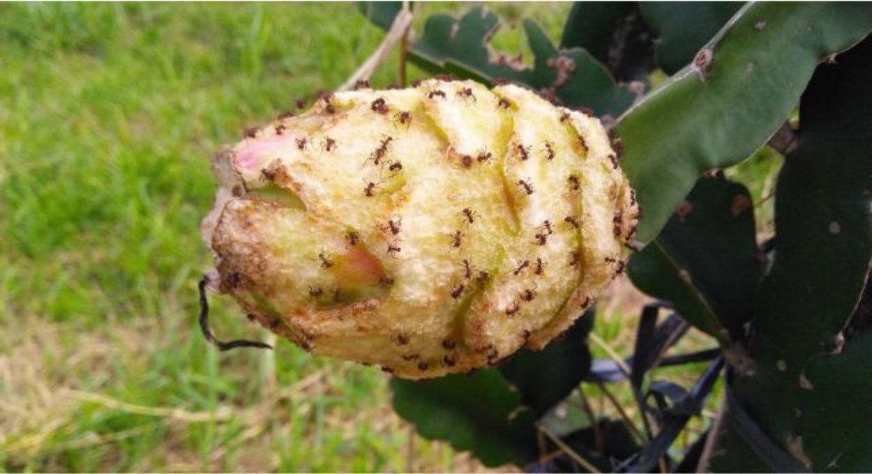 Epagri identifica 19 pragas na pitaia catarinense e constrói modelo de manejo que dispensa agrotóxicos