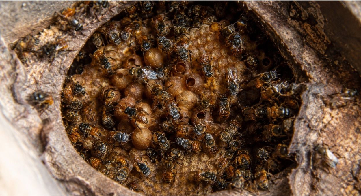 O que as abelhas fizeram num laboratório na Finlândia desafia o que sabemos sobre inteligência animal