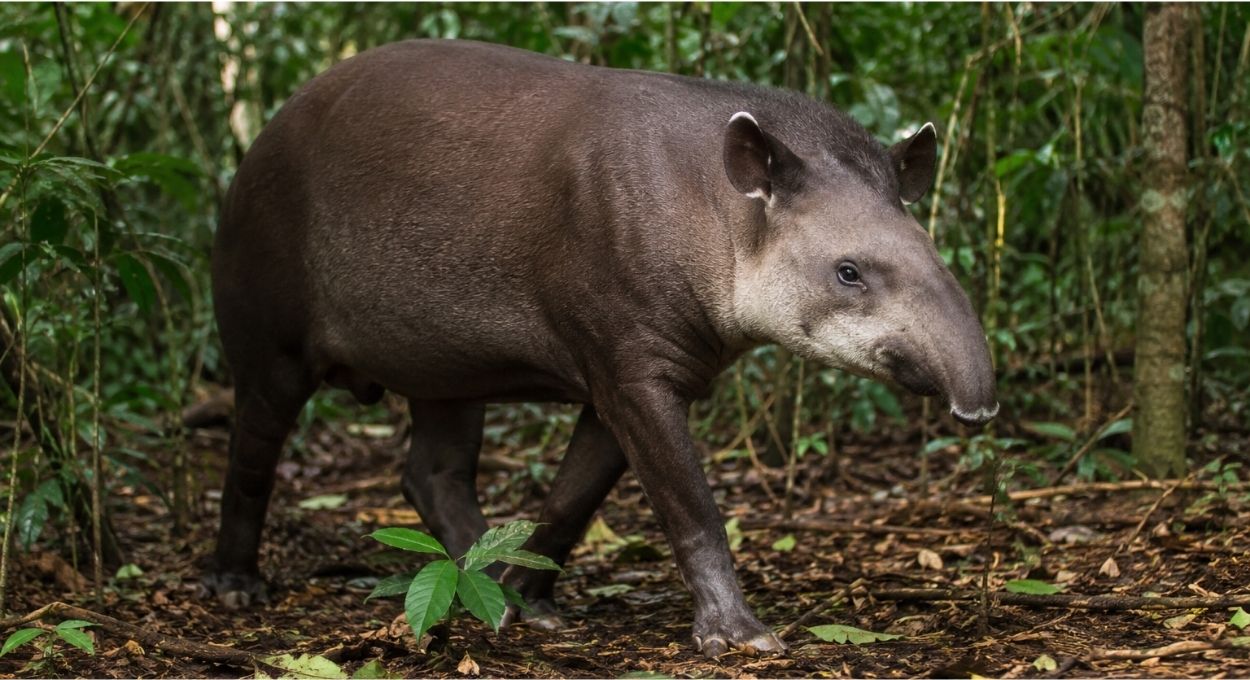 Anta: o maior plantador de árvores da América do Sul está desaparecendo das florestas brasileiras