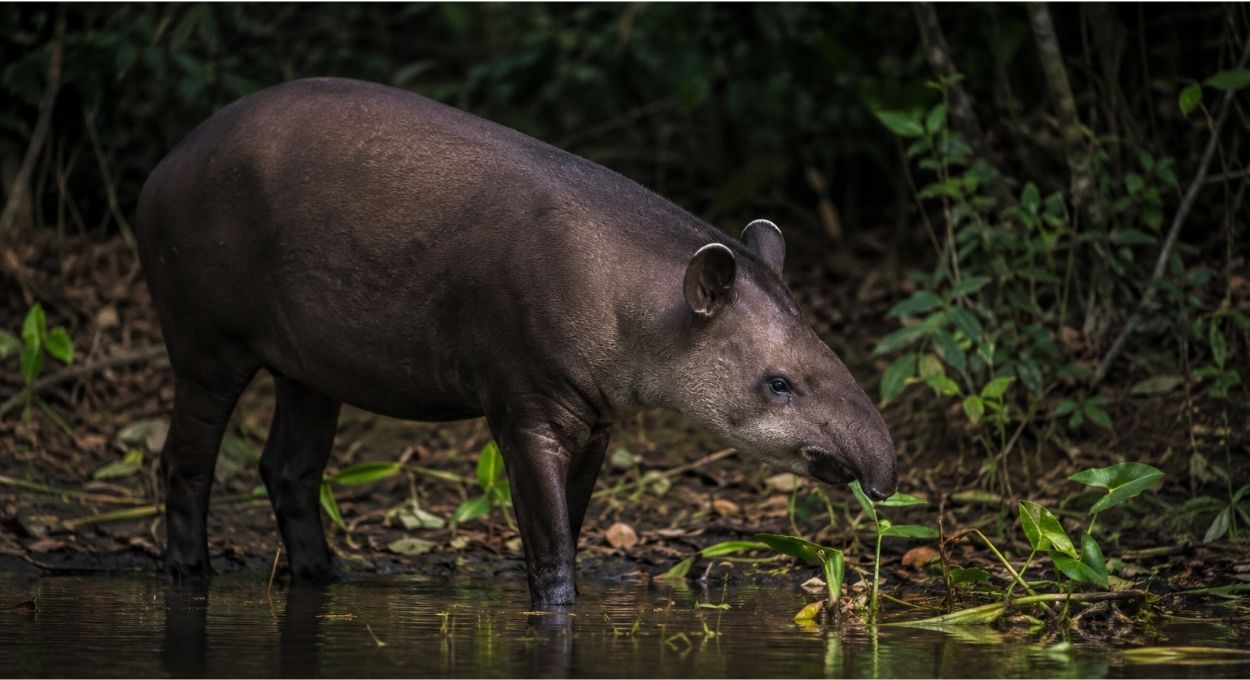 Anta: o maior plantador de árvores da América do Sul está desaparecendo das florestas brasileiras