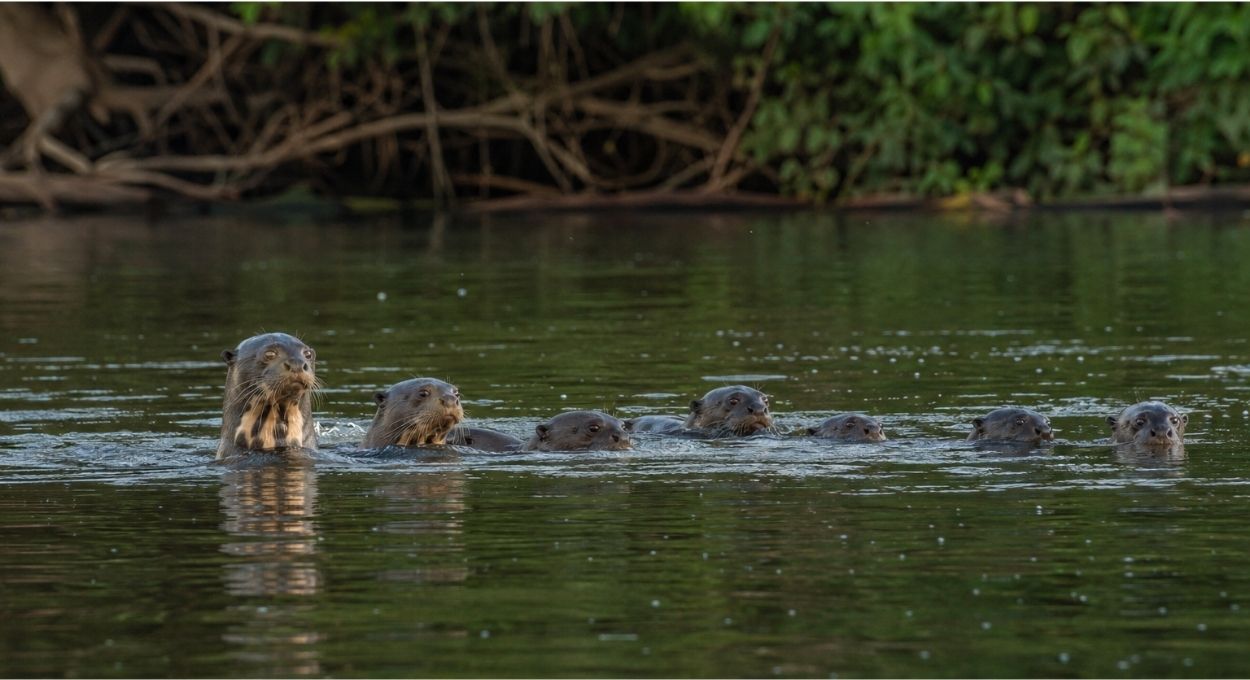 O banco de dados fotográfico que revela a vida secreta das ariranhas na Amazônia