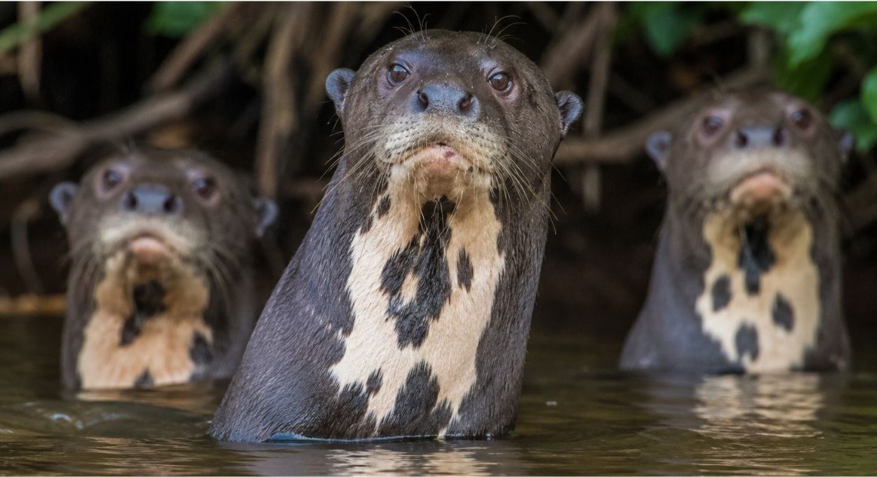 O banco de dados fotográfico que revela a vida secreta das ariranhas na Amazônia