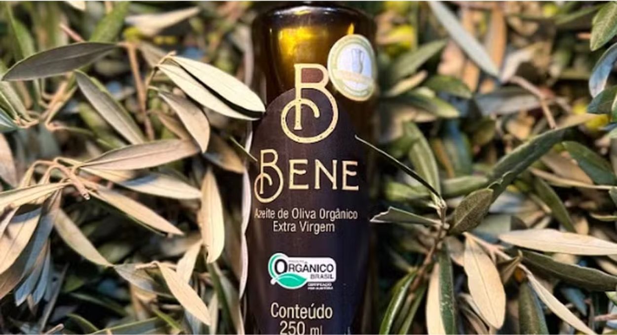 Da fazenda paulista para o pódio na Turquia: o azeite orgânico brasileiro que está surpreendendo o mundo
