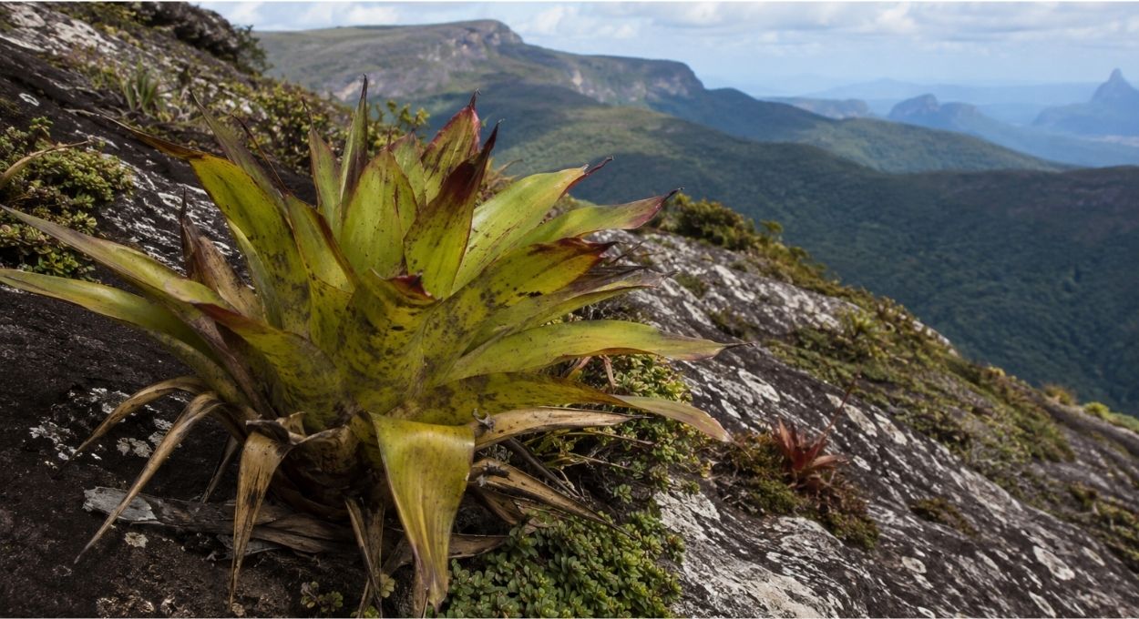 Como a bromélia imperial sobrevive décadas sobre rochas sem solo e sustenta um ecossistema inteiro dentro das próprias folhas