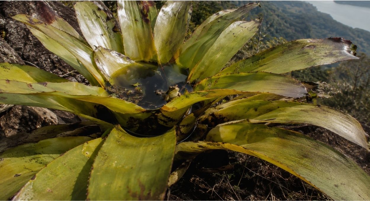 Como a bromélia imperial sobrevive décadas sobre rochas sem solo e sustenta um ecossistema inteiro dentro das próprias folhas