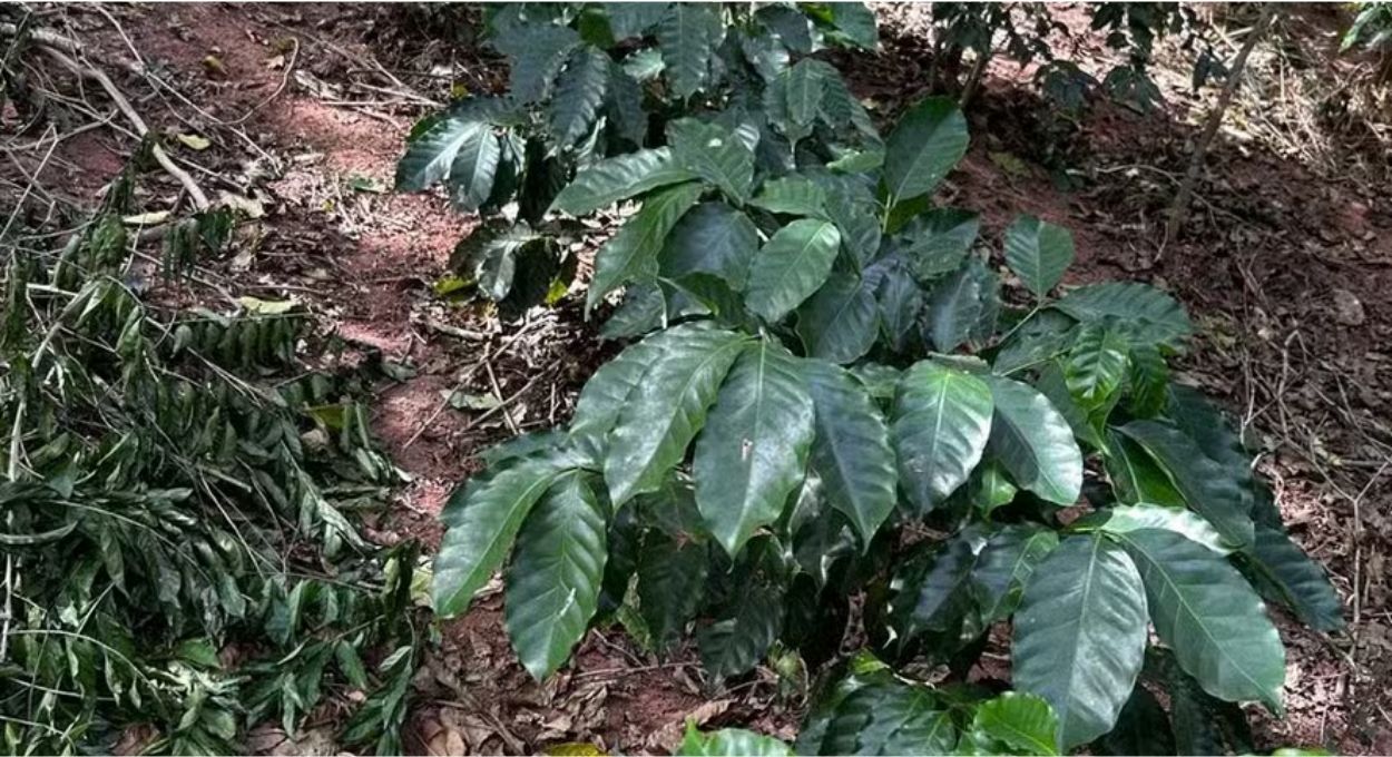 Café na sombra da mata: o projeto que une reflorestamento e produção sustentável no interior fluminense
