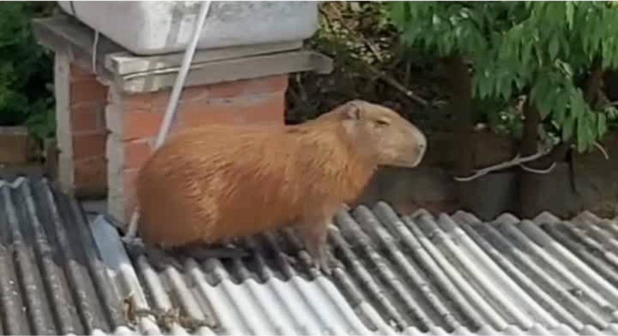 Vídeo: Capivara é encontrada no telhado de uma casa em Almirante Tamandaré.