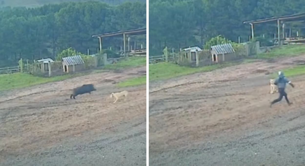 Câmera flagra trabalhador em fuga após javali avançar em fazenda no Sul do Brasil