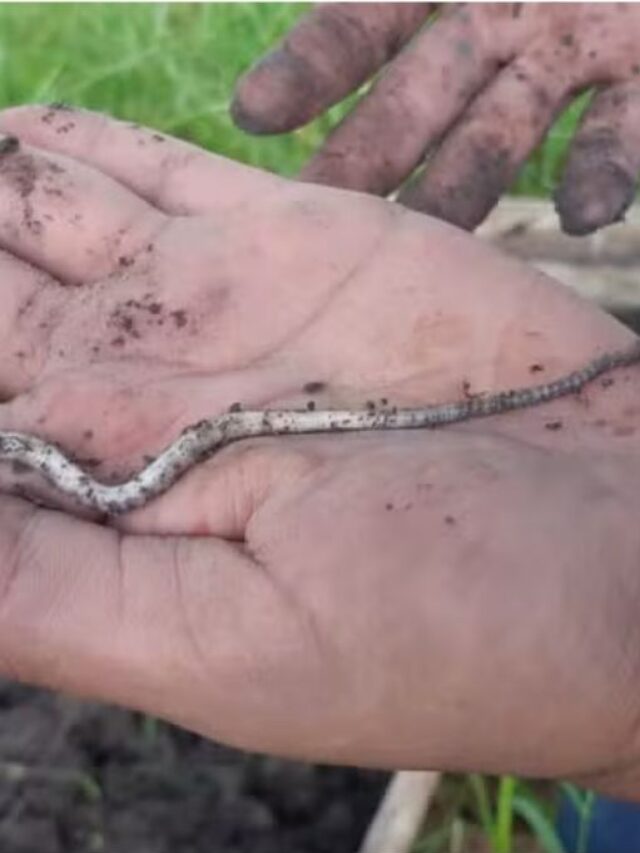 cropped-especie-minhoca.jpg