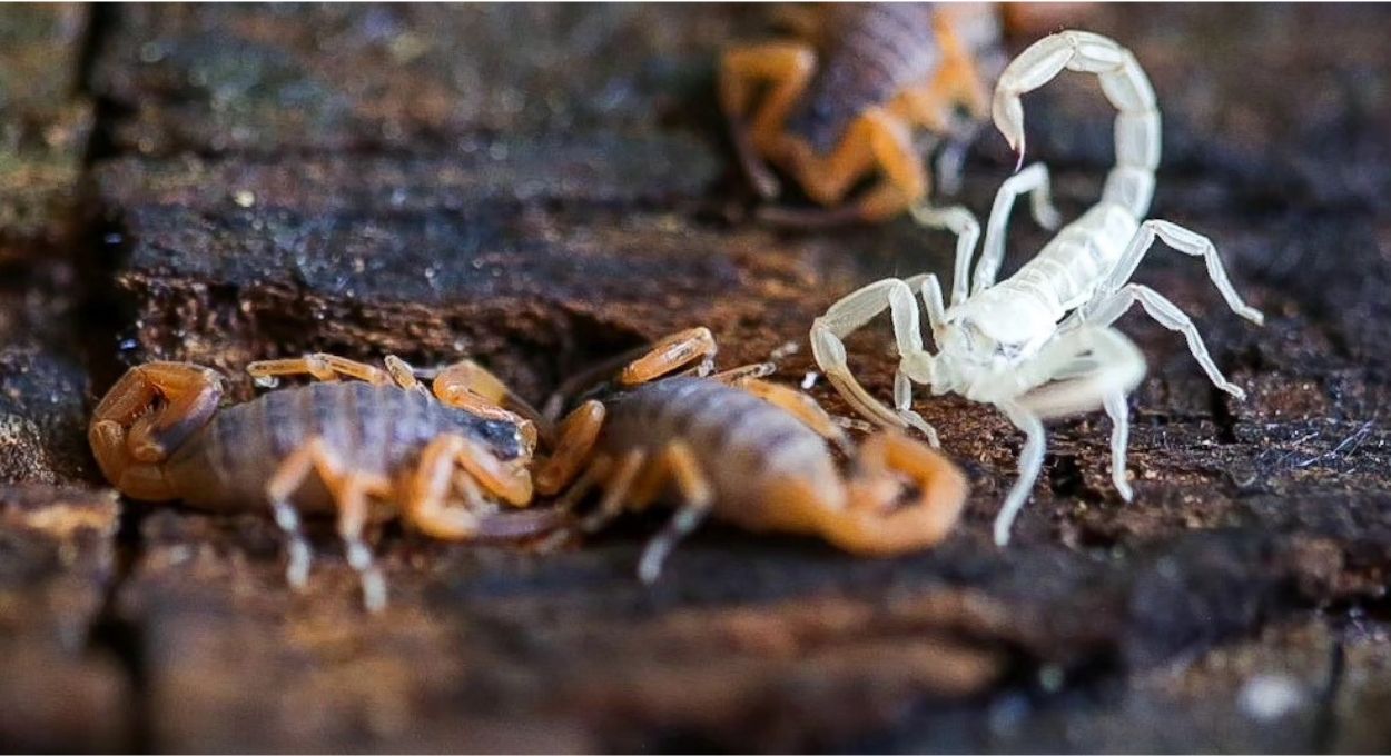 O escorpião-amarelo sobrevive um ano sem se alimentar e a ciência quer entender como isso é possível