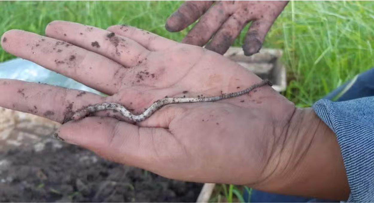 O solo de uma fazenda em São Carlos guardava duas espécies de minhocas que a ciência ainda não conhecia