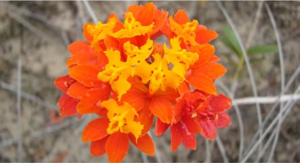 O genoma da orquídea-da-praia pode ajudar a prever como plantas tropicais reagem ao aquecimento global