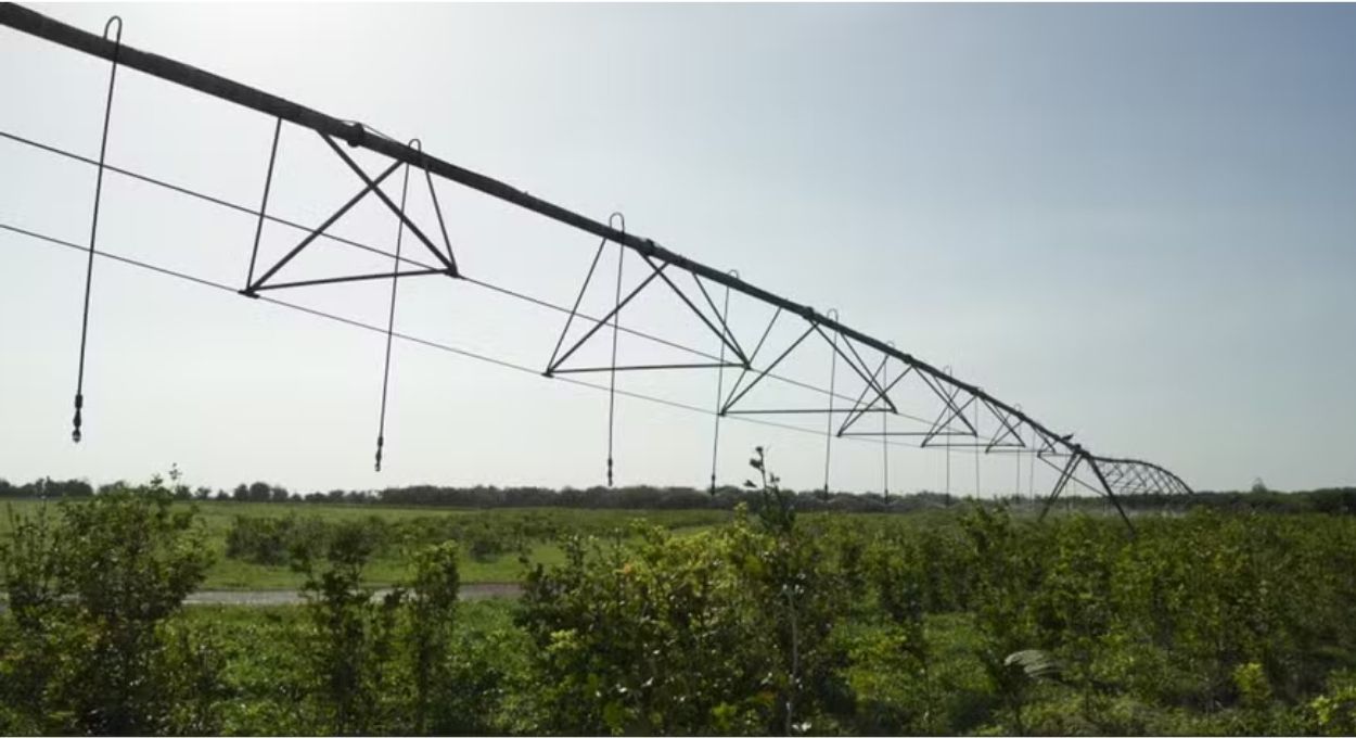 A planta amazônica que aprendeu a sobreviver no semiárido e virou insumo para a indústria farmacêutica de 80 países