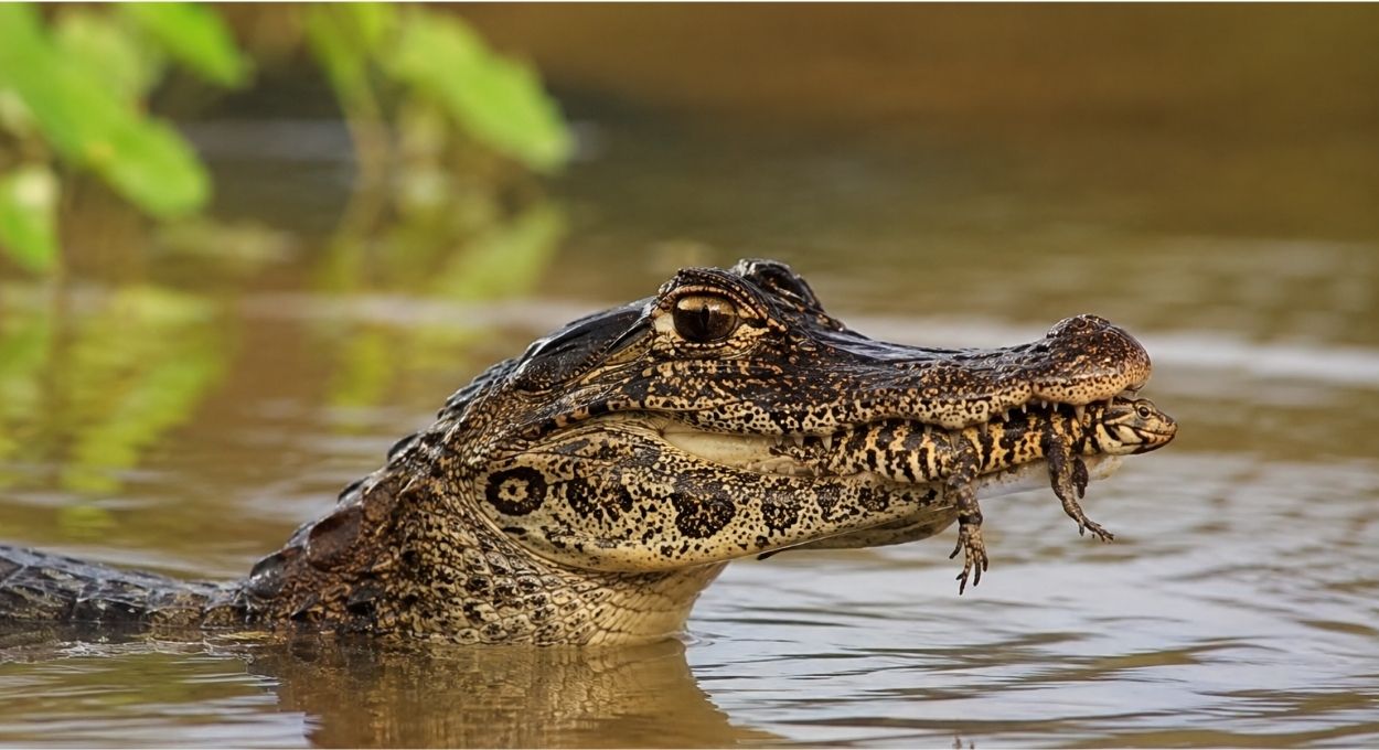 Como o jacaré-do-pantanal carrega os filhotes na boca sem machucar nenhum deles