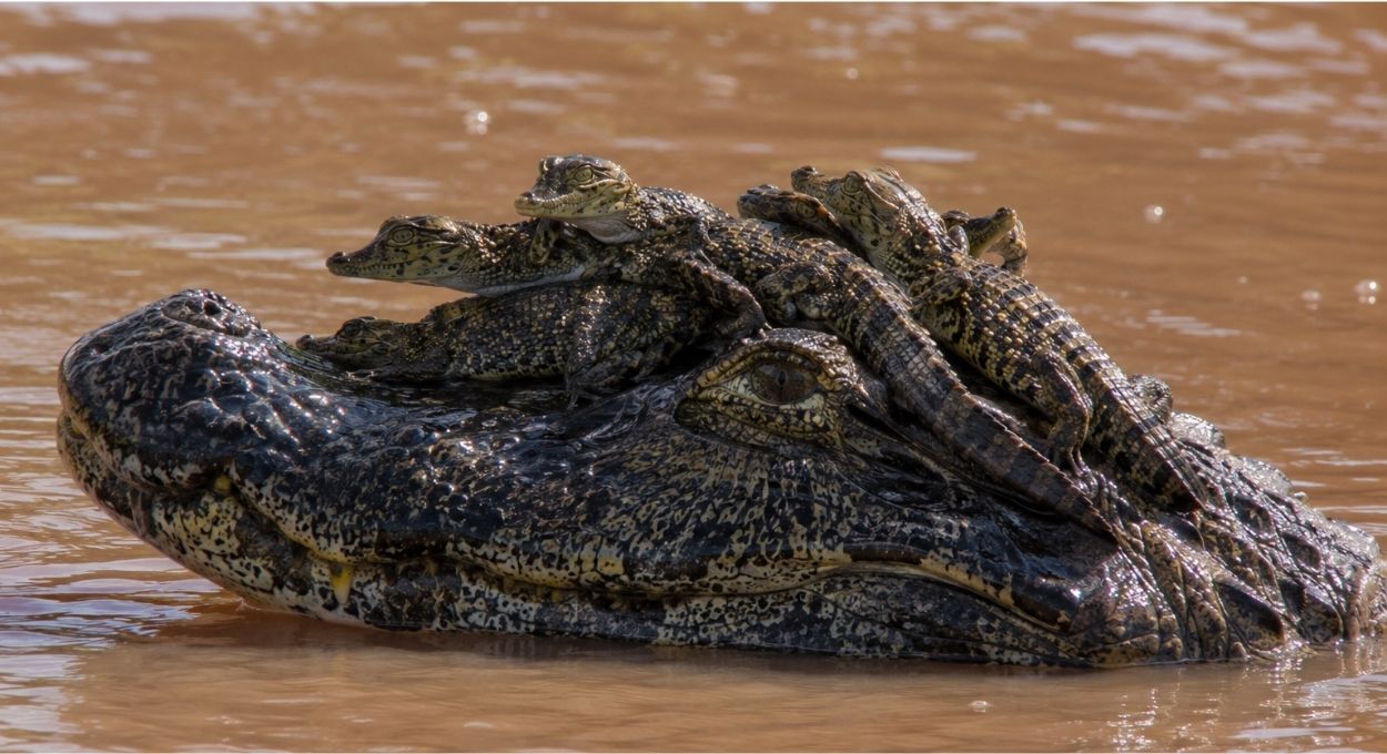 Como o jacaré-do-pantanal carrega os filhotes na boca sem machucar nenhum deles