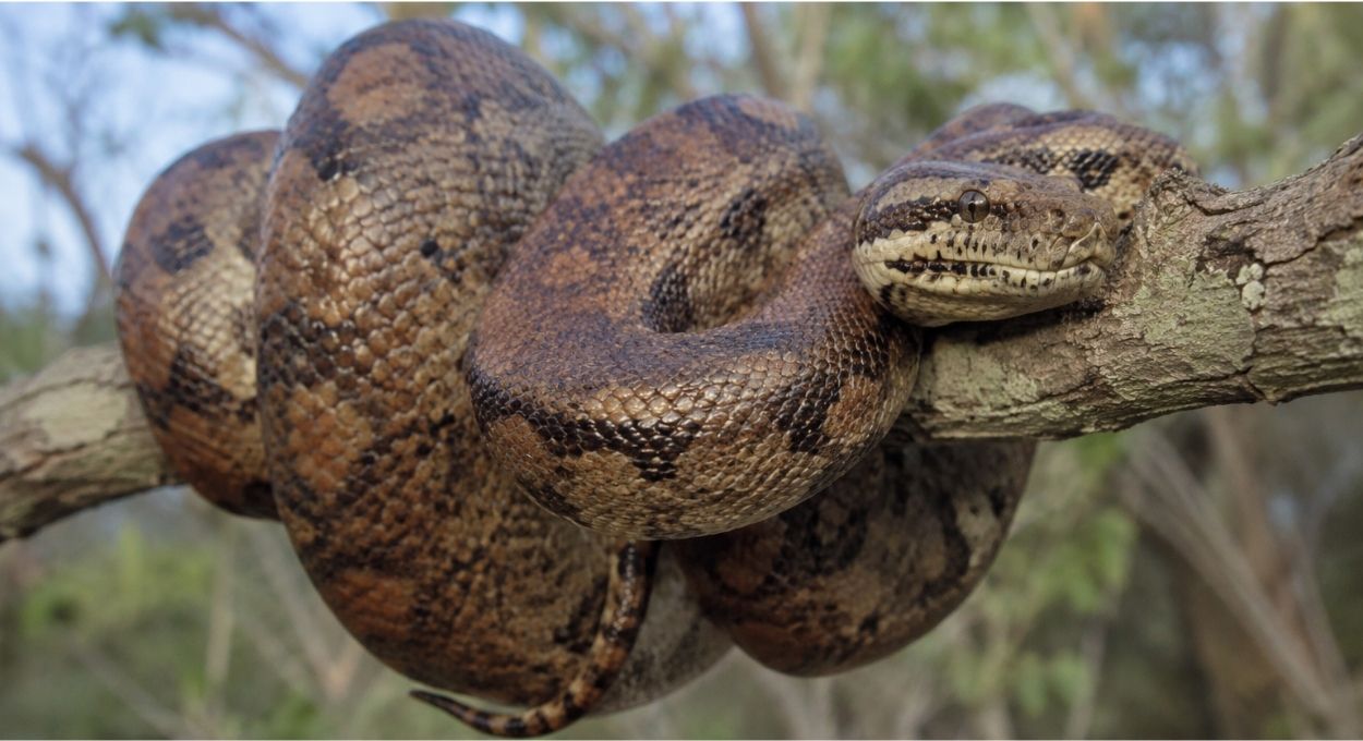 A jiboia do Cerrado que desafia o que a ciência sabia sobre reprodução em serpentes