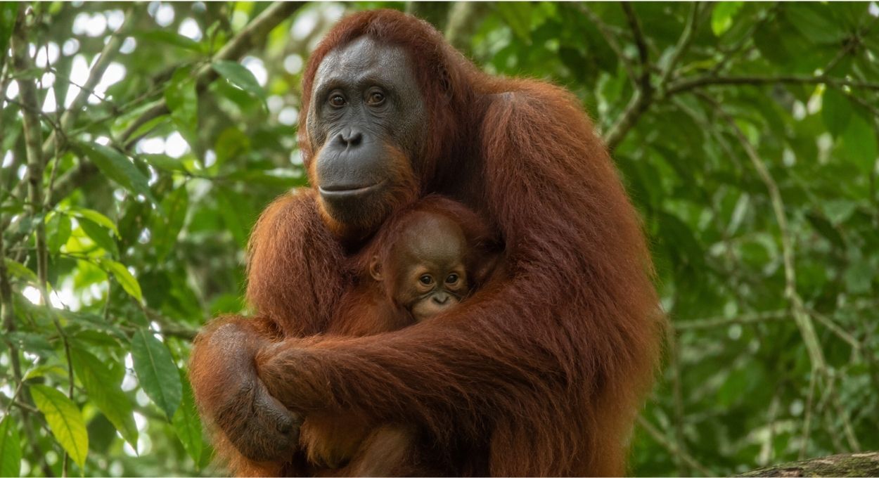 O estudo que descobriu quanto tempo uma mãe orangotango amamenta o filhote e o que esse dado revela sobre a extinção da espécie