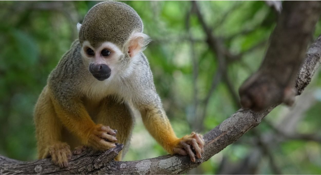 A linguagem secreta do mico-de-cheiro que cientistas da USP levaram anos para traduzir