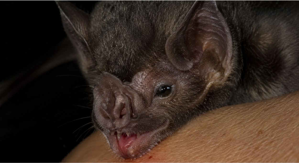 O sensor no nariz do morcego-vampiro que pesquisadores transformaram em pesquisa contra trombose
