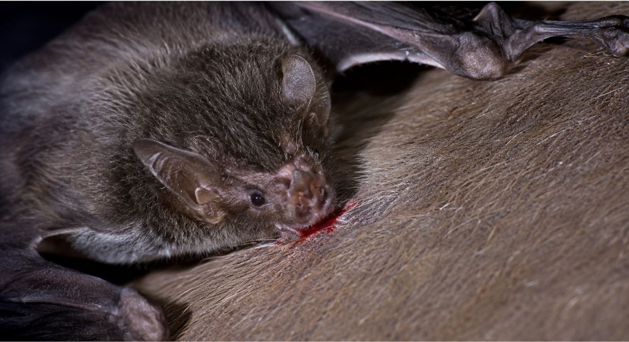 O sensor no nariz do morcego-vampiro que pesquisadores transformaram em pesquisa contra trombose