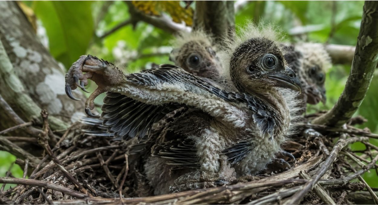 Por que os filhotes dessa ave amazônica nascem com garras nas asas?