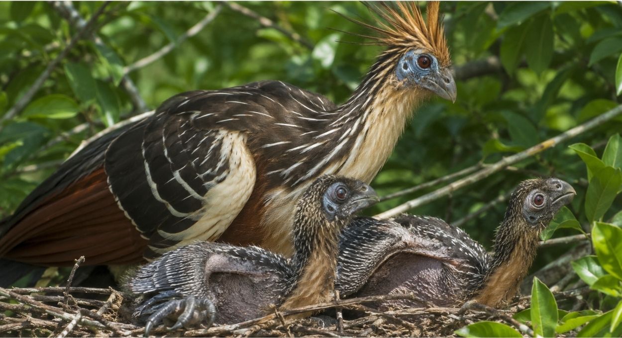 Por que os filhotes dessa ave amazônica nascem com garras nas asas?