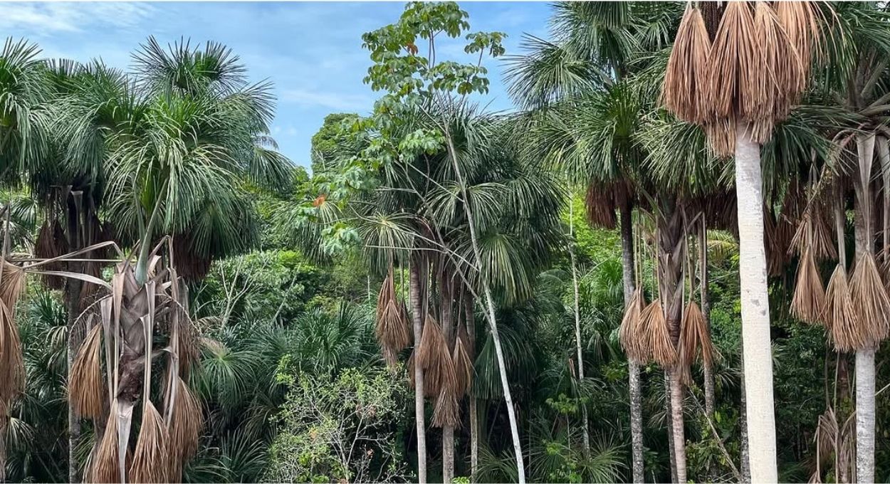 Buriti: a palmeira que lê o subsolo e indica água subterrânea no Cerrado e na Amazônia