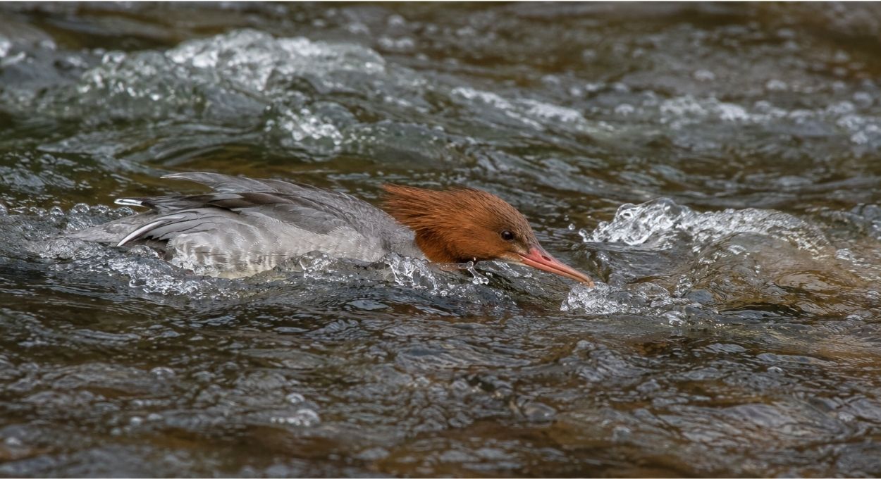 Como o pato-mergulhão do Sul do Brasil caça peixes nadando contra a correnteza em rios rasos