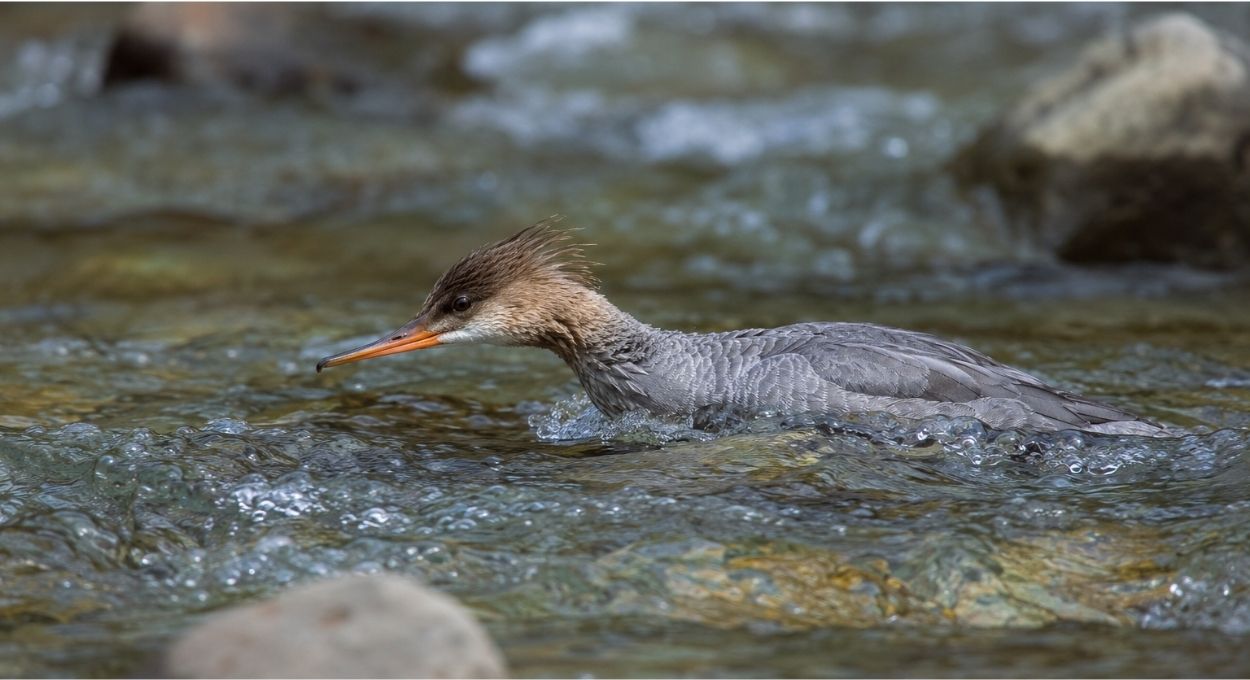 Como o pato-mergulhão do Sul do Brasil caça peixes nadando contra a correnteza em rios rasos