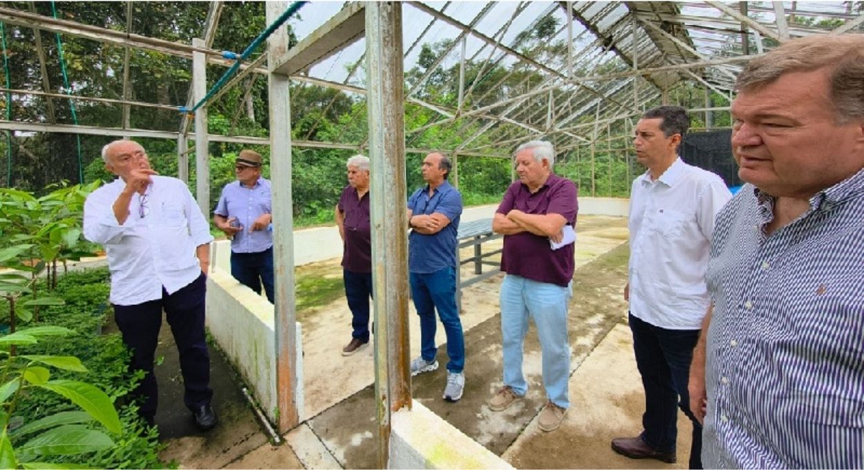 Pau-rosa no Amazonas: a pesquisa que quer transformar uma espécie ameaçada em cadeia produtiva rentável