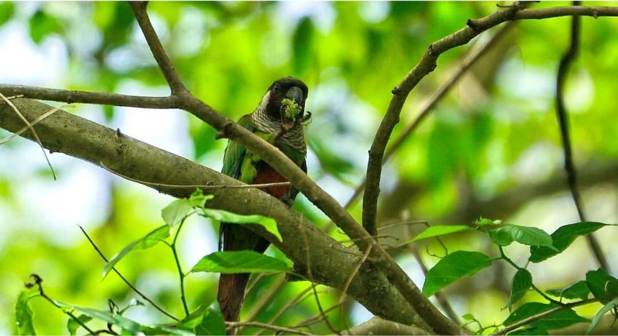 Uma ave sumiu da Caatinga por mais de cem anos; e agora ela está de volta!