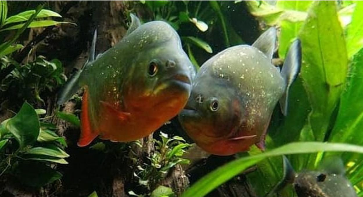 A piranha assusta, mas outros animais do rio matam muito mais e a ciência explica