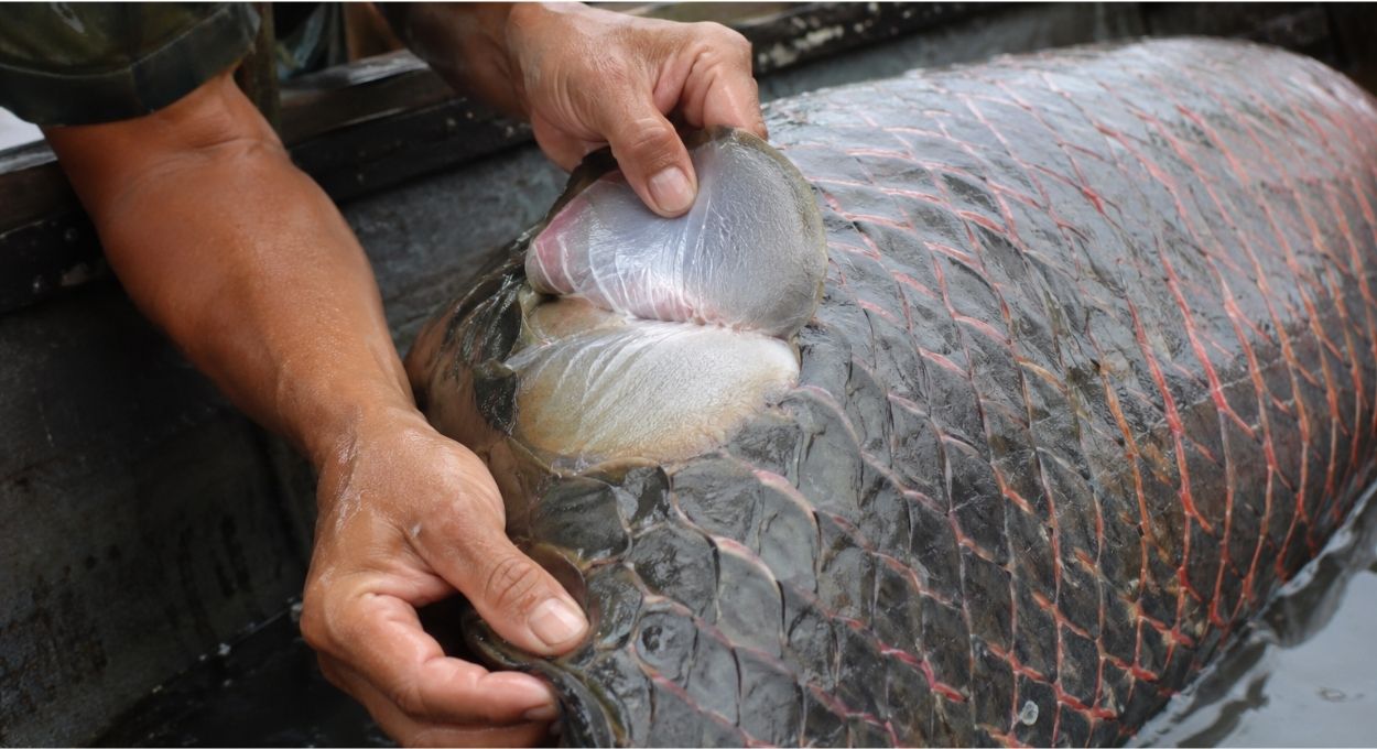 O peixe da Amazônia cuja escama não quebra e o que isso tem a ver com o futuro dos coletes à prova de bala