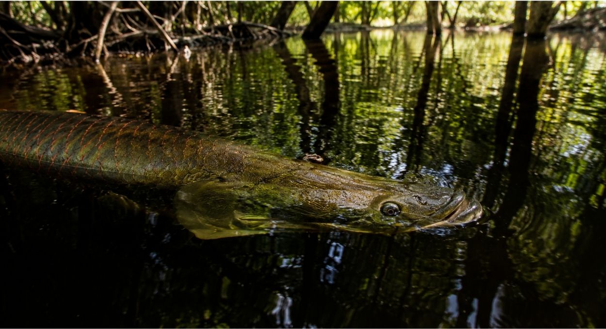 O peixe que sufoca em água limpa e oxigenada se não respirar como nós