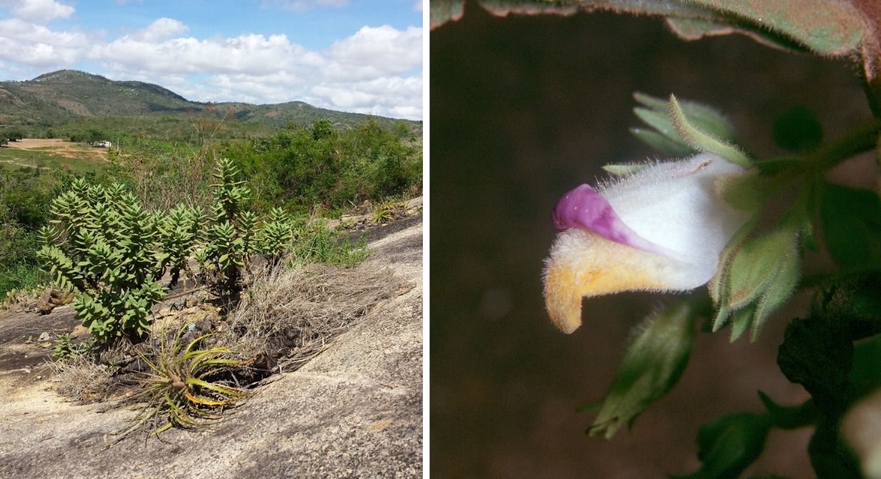 A planta que a Caatinga escondia: espécie única no mundo é descoberta e revela compostos com potencial anticancerígeno