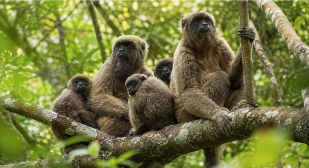 O primata brasileiro que nunca brigou por comida nem por território na vida toda