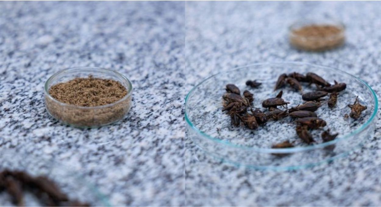 Proteína de grilo: o que a ciência já comprovou sobre o inseto que pode transformar a indústria de alimentos no Brasil