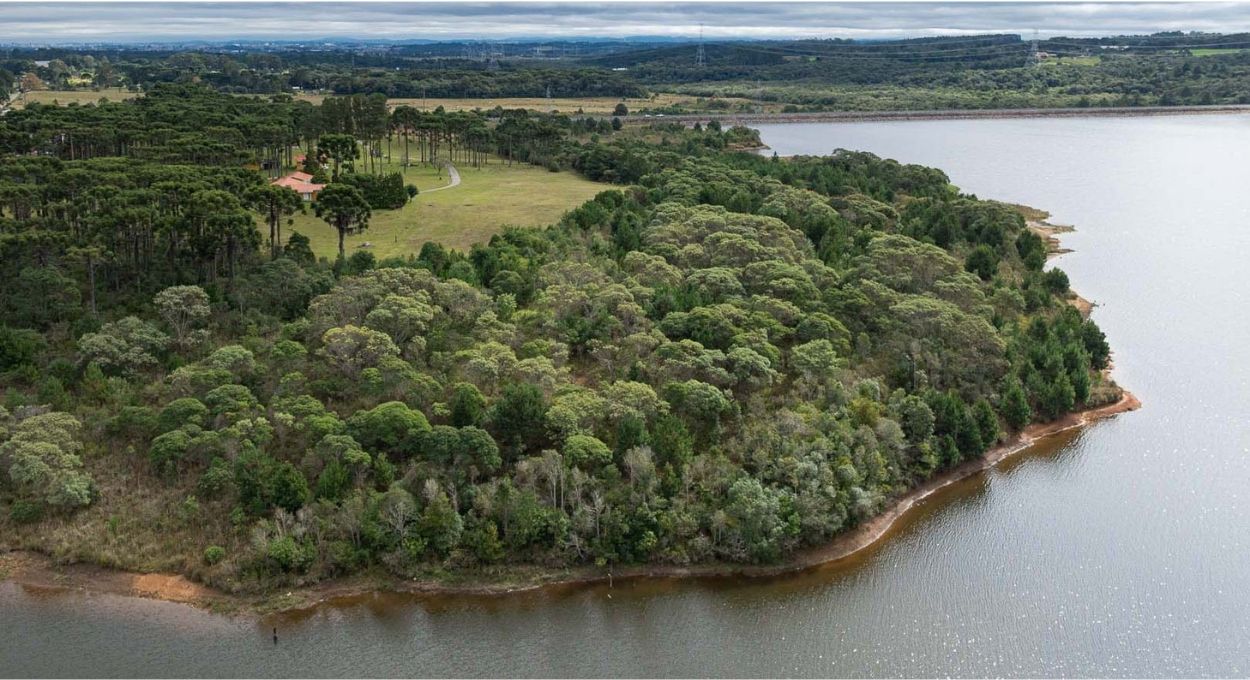O método que ensina a natureza a se recuperar sozinha e os resultados após dez anos de experimentos no Paraná