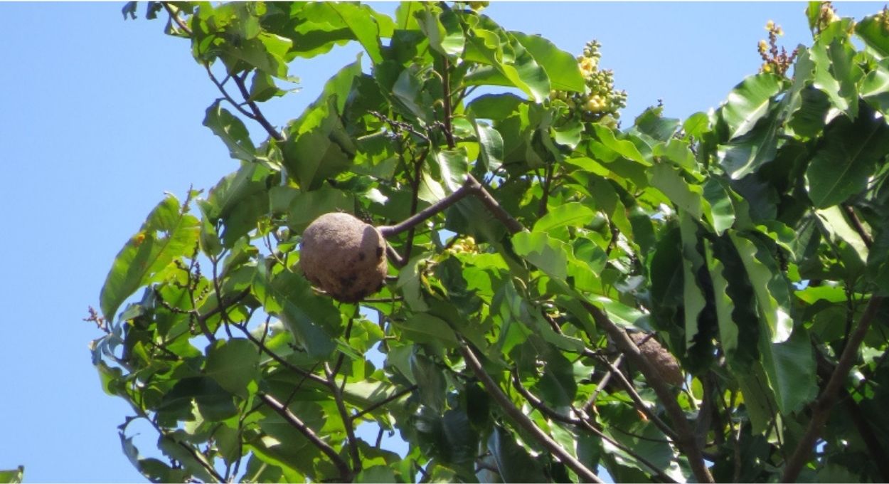 Sob a floresta que parece intocada, a ciência encontrou fazendas pré-colombianas e o que elas revelam muda tudo