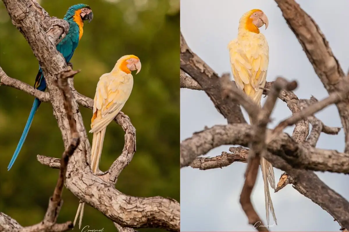 Por que esta arara-canindé nasceu branca e amarela em vez de azul?