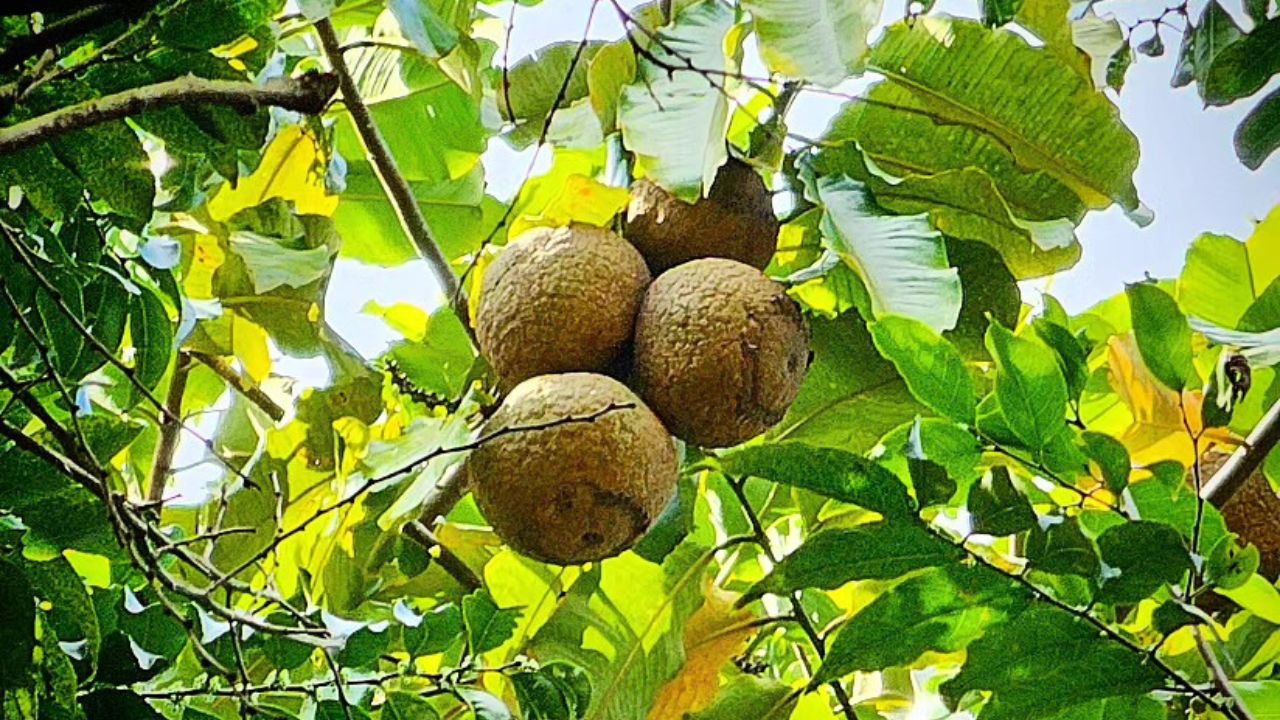 A árvore que só nasce quando a floresta inteira trabalha junto