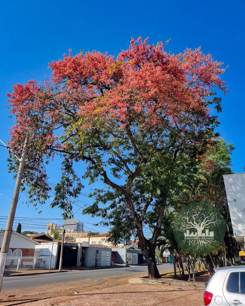 Plantei e já tenho sombra: as 6 árvores que crescem rápido e não destroem a calçada