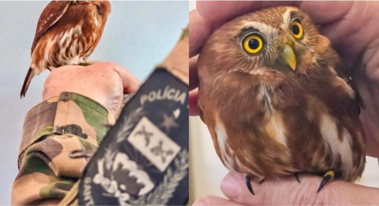 Ela tem um rosto falso na nuca e foi esse truque que ajudou a corujinha-caburé a sobreviver por milhões de anos