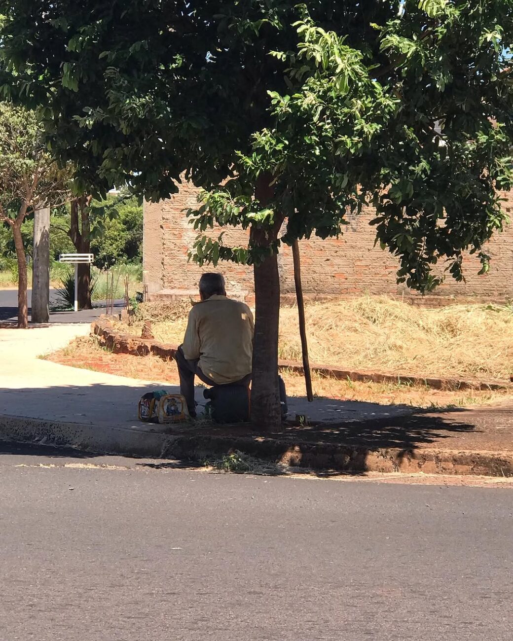 Plantei e já tenho sombra: as 6 árvores que crescem rápido e não destroem a calçada