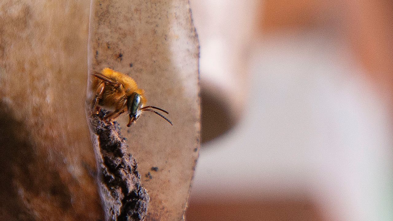 O que a abelha mandaçaia produz que a ciência demorou décadas para perceber